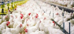 झापाका व्यावसायिक फार्ममा ‘बर्ड फ्लु’ पुष्टि: कुखुरा र अण्डा ओसारपसारमा रोक