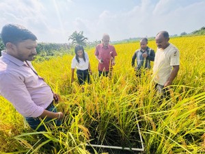 धान उत्पादन घटेसँगै मूल्यमा पनि गिरावट