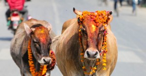 तिहारको पाँचौं दिन : गाई पूजा पनि आजै गरिँदै