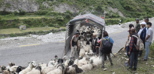 सहरवासीको स्वादका लागि छुट्छ हिमालको दसैँ–तिहार