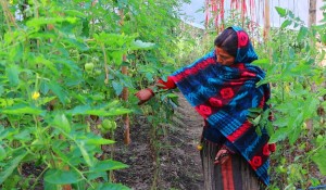 तरकारी खेतीले फेरिंदै जीवनशैली