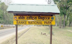 बाँके निकुञ्ज क्षेत्रमा ‘टाइम कार्ड’को समयावधि घटाइयो