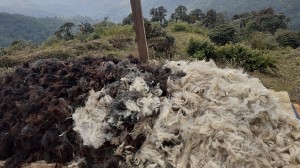 उपल्लो मुस्ताङमा हिमचितुवाको आक्रमणबाट २१ भेडाच्याङ्ग्रा मरे