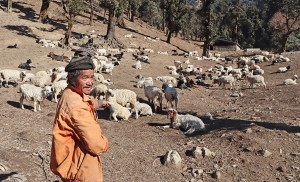 जुम्लामा भेडापालन प्रवर्द्धन गर्न गोठालो भत्ता वितरण