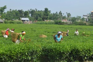 झापाका चिया उद्योग बन्दले ६० हजार श्रमिक समस्यामा