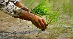 कर्णालीमा ४३ हजारभन्दा बढी हेक्टर क्षेत्रफलमा धानखेती हुँदै