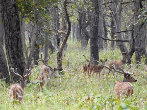 शुक्लाफाँटामा ६ महिनामा २६०० पर्यटकले गरे भ्रमण