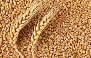 तोकियो गहुँ र चैते धानको न्यूनतम समर्थन मूल्य