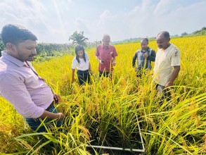 धान उत्पादन घटेसँगै मूल्यमा पनि गिरावट