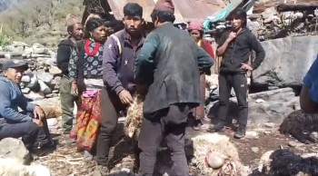 हुम्लाको चंखेलीमा गोठभित्र पसेर चितुवाले ४५ भेडा मार्‍यो