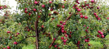 कालीकोटको तिलागुफाबाट स्याउ निर्यात गर्दा स्थानीय तहको सिफारिस अनिवार्य