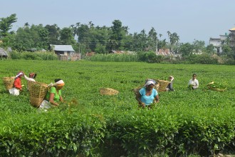 झापाका चिया उद्योग बन्दले ६० हजार श्रमिक समस्यामा