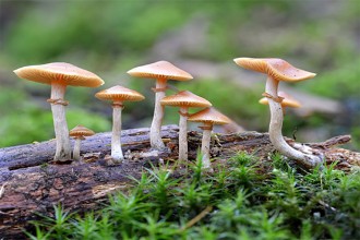 जंगली च्याउको तरकारी खाँदा बिरामी परेकी अर्की बालिकाले पनि गुमाइन् ज्यान, मृतकको संख्या ३ पुग्यो