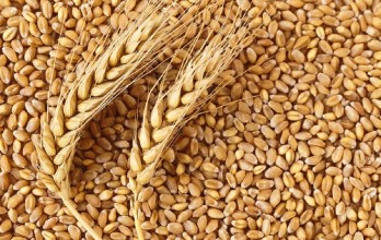 तोकियो गहुँ र चैते धानको न्यूनतम समर्थन मूल्य