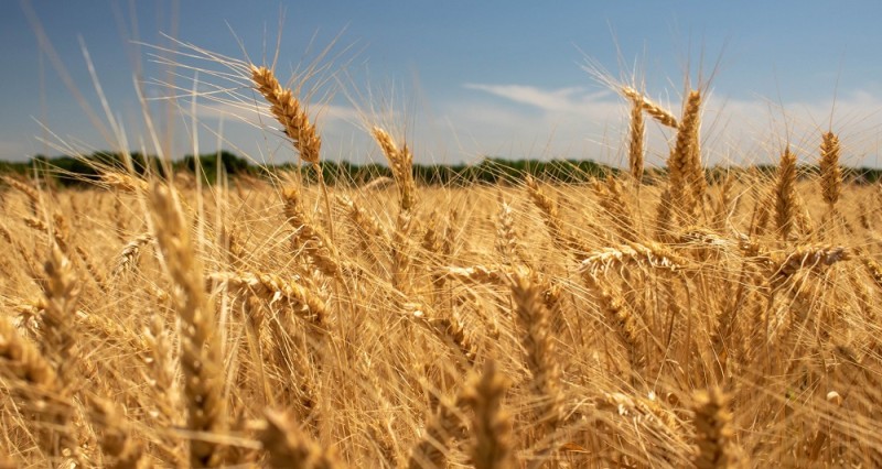 कृषि विभागले भन्यो- मौसम प्रतिकूल छ, गहुँ भण्डारण गर्नुहोस्