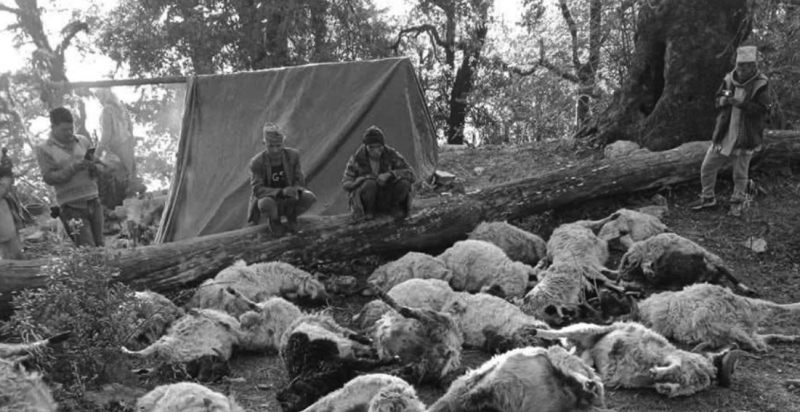 हुम्लामा जंगल क्षेत्रमा ३५ भेँडा मरे